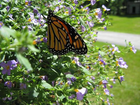 Male Monarch Butterfly