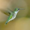 FEMALE RUBY-THROATED HUMMINGBIRD
Joe Costanza  
Coyright/joecostanzaphotography.com
