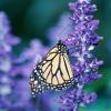 MALE MONARCH BUTTERFLY
Stock Photo