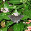 EASTERN BLACK SWALLOWTAIL
Luanne Weekes