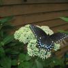 EASTERN BLACK SWALLOWTAIL
Luanne Weekes